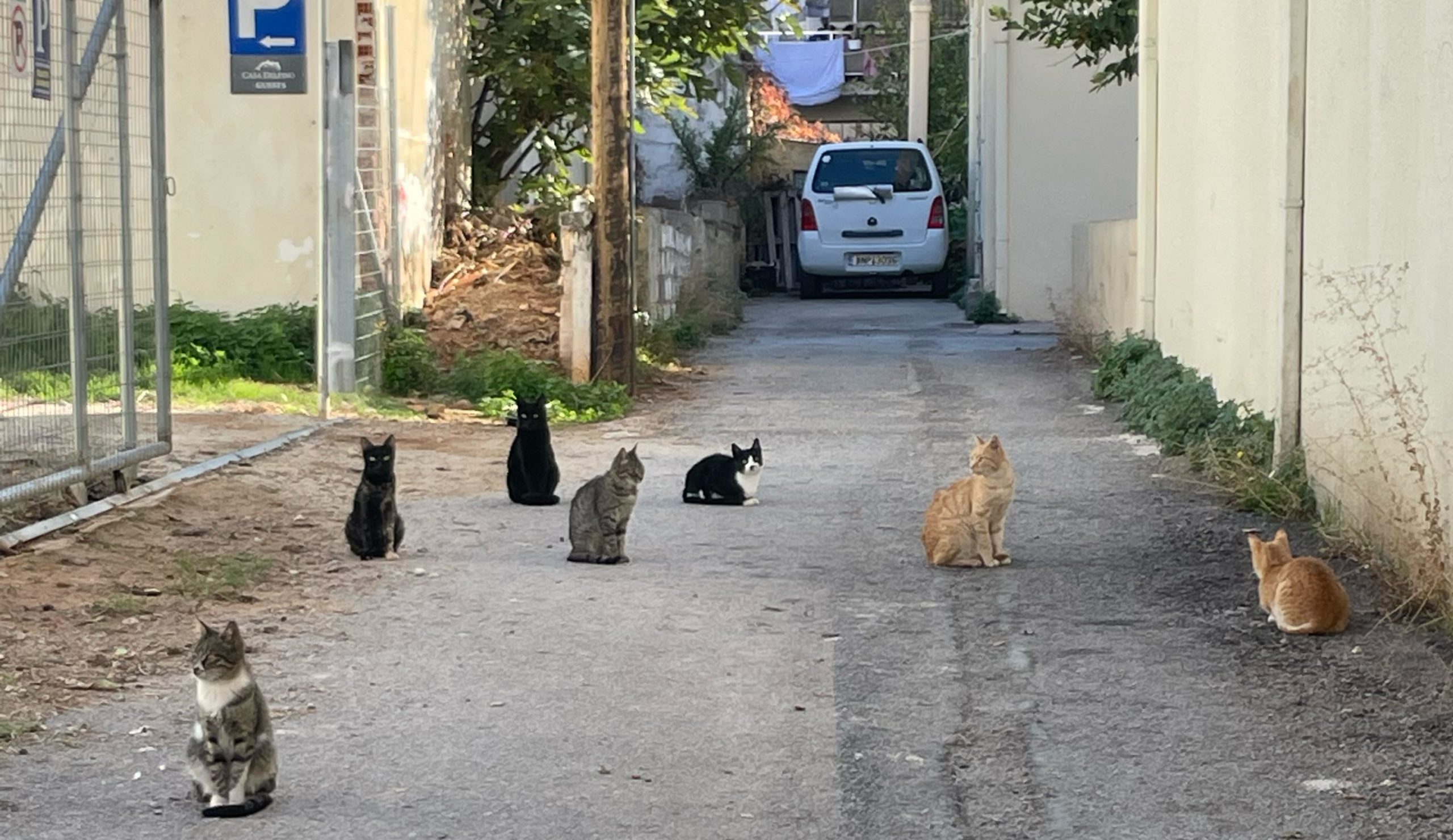 Alley full of cats in Crete at Ashtanga yoga Crete